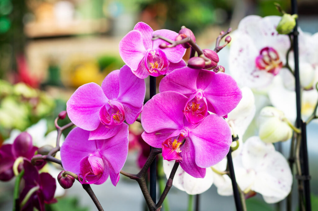 Orchid planting method