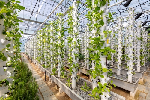 vertical agriculture